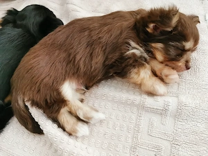  Wunderschöne Yorkshire Terrier mix Chihuahua Welpen
