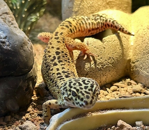 Leopardgecko Männchen 