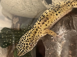 Leopardgecko Männchen 