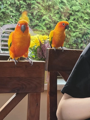 Sonnensittich pärchen 