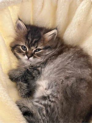 Mischlings kitten. Britisch Langhaar &Selkirk rex  Bild 2