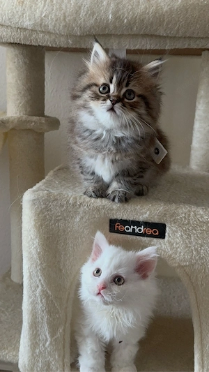 Mischlings kitten. Britisch Langhaar &Selkirk rex 