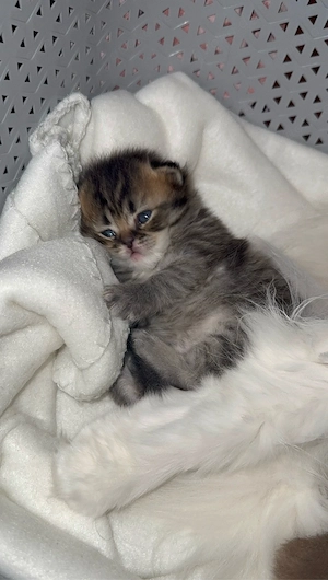 Mischlings kitten. Britisch Langhaar &Selkirk rex  Bild 4