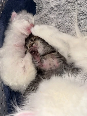 Mischlings kitten. Britisch Langhaar &Selkirk rex  Bild 3