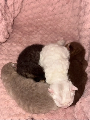 Mischlings kitten. Britisch Langhaar &Selkirk rex  Bild 5
