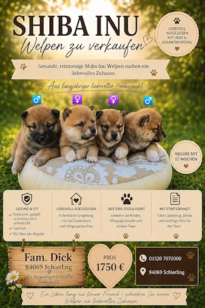  Shiba Inu Welpen,reinrassig (2 Welpen reserviert)