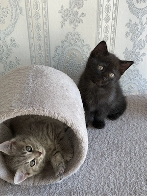 britischkurzthaar  bhk kitten