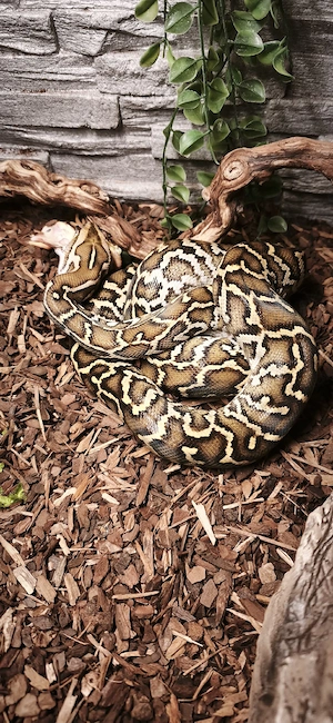 2 Tigerpython 