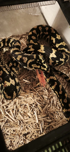 Teppichpython Jungle 