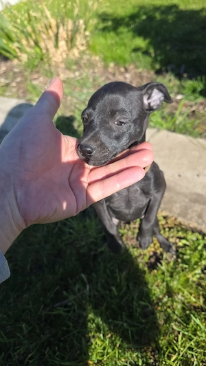 Italienisches Windspiel Welpen 