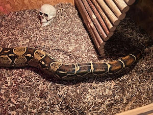 Boa Constrictor weiblich 24 Monate alt 