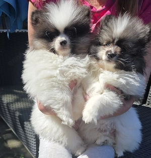 zuckersüße Zwergspitzwelpen