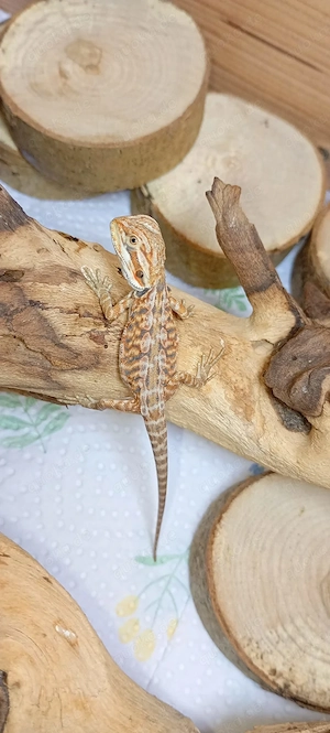 Süße Bartagame-Babys Pogona vitticeps Extreme Red High Red Linie, verschiedene Farben & Zeichnung