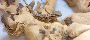 Süße Farb-Bartagamen Babys (Citrus-Leatherback x Hypo Orange Sandfire) liebevoll aufgezogen Bild 5