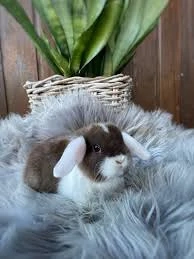 SEHR DRINGEND Kaninchen Baby Hase Zwergwidder sucht Zuhause