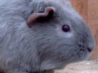 SEHR DRINGEND Meerschweinchen sucht Zuhause