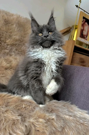 Liebevolle Maine Coon Kitten suchen ein fürsorgliches Zuhause     