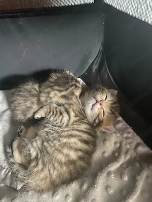 Baby Katzen zu verkaufen  Bild 5