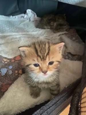 Baby Katzen zu verkaufen  Bild 3