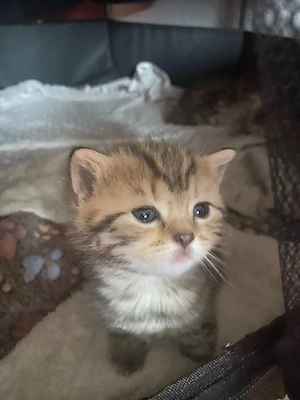 Baby Katzen zu verkaufen  Bild 4