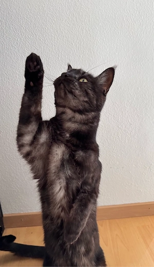 Maine-Coon Kater Mix