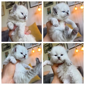 Wunderschöne kitten suchen ihre neue Familie 