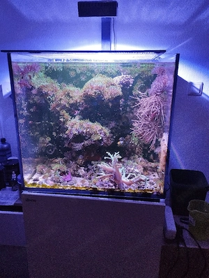 Meerwasser Aquarium komplett 