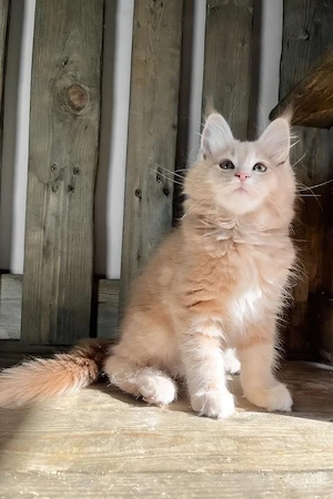 Zauberhafte Maine Coon Kätzin  14 Wochen  Sanft & Verschmust