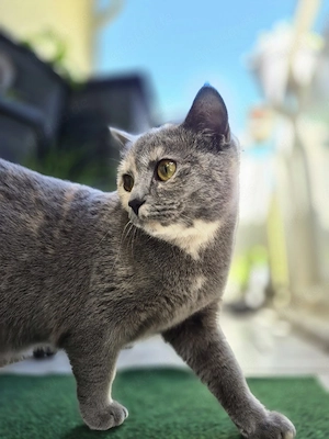 Katze Nala sucht Einzelkörpchen