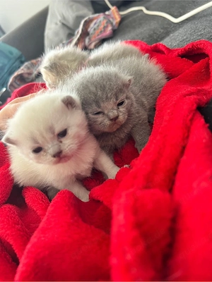  BKH Kitten 