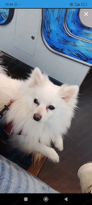 Zwergspitz   Pomeranian 