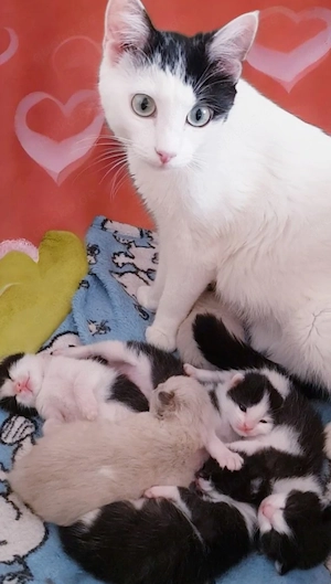 Angora Perser Mix Kitten 