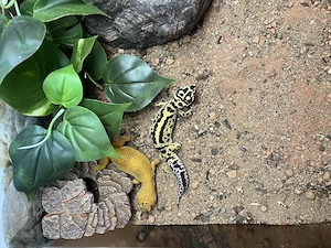 Leopardgecko weibchen