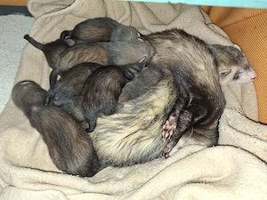 Frettchen Welpen Iltis Farben