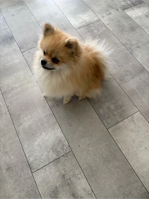 Süßer Pomeranian Zwergspitz Rüde