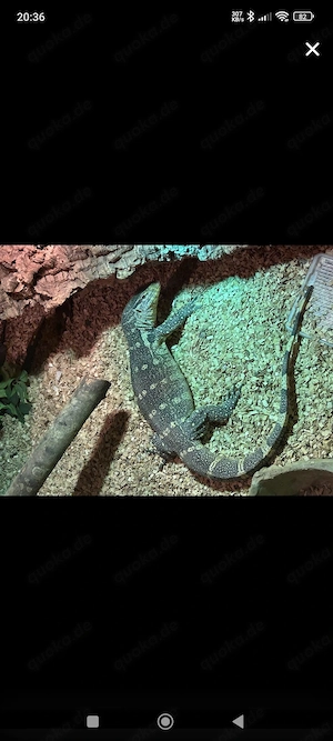 Varanus Ornatus, Nilwaran 0.1