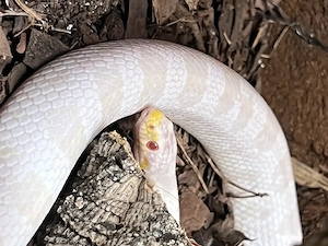 Kornnatter 3,5 Jahre dringend!! abzugeben