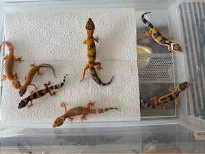 Leopardgecko (W)