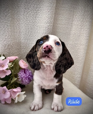 Zwergdackel Welpen abgabebereit !