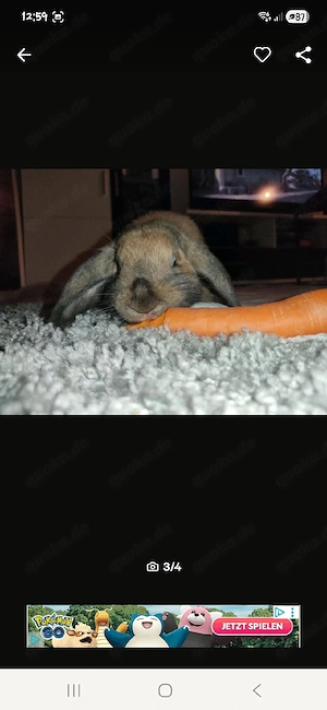 zwei kanninchenböcke 