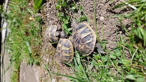 Griechische Landschildkröte zu verkaufen 