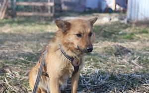 Zuhause gesucht für Dan