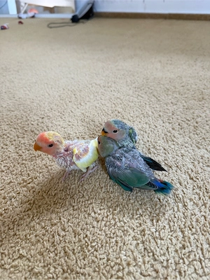 rosenköpfchen babys 