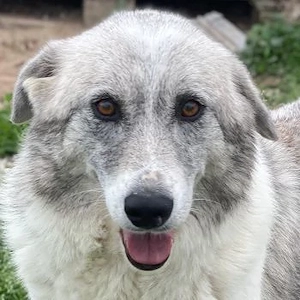 Charlina, geb. ca. 04 2021, lebt in GRIECHENLAND, im städt. Tierheim Serres