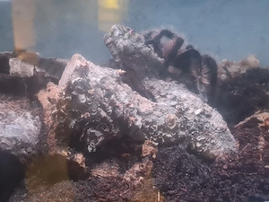Tliltocatl albopilosus 0.1 mit terrarium 