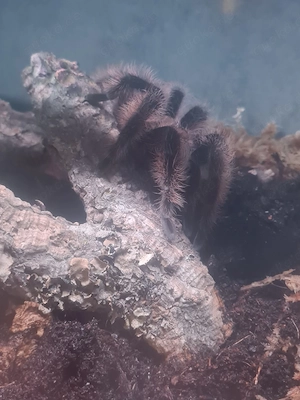 Tliltocatl albopilosus 0.1 mit terrarium  Bild 2