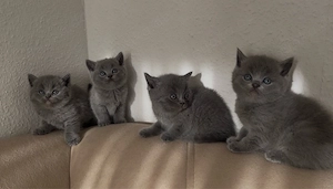 Wunderschöne BKH Kitten in liebevolle Hände abzugeben