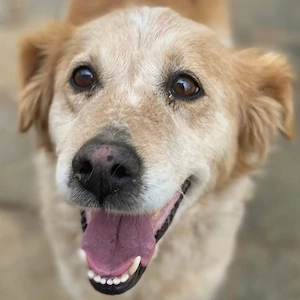 Vivien, geb. ca. 06 2014, lebt in GRIECHENLAND, auf einer privaten Pflegestelle