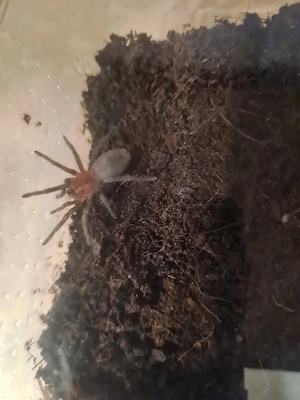 Thrixopelma kimraykawsaki