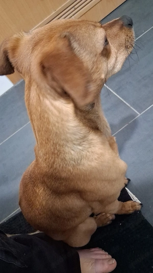 Liebevolles Zuhause für jungen mischlingsrüden gesucht